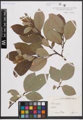Foto von Salix caprea L.